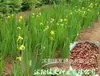 180 Variedades de Sementes de Flores Não Repetitivas, Fáceis de Cultivar em Todas as Estações, Podem Afastar Mosquitos, Adequadas para Varandas Internas e Externas, Distribuição Transfronteiriça