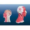 Modelo Muscular Interespacial, Modelo de Anatomia Muscular Humana, Anatomia Muscular Humana