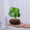 Planta Hidropónica de una Pieza para Envío Directo, Planta Trepadora Tortuga de Montaña, Planta en Maceta Dorada de Crecimiento Constante, Planta Verde, Fácil de Cultivar en Interiores, Escritorio