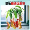 Las plantas carnívoras en maceta son plantas verdes perennes que atrapan y comen insectos, repelen mosquitos y son fáciles de mantener en balcones y en interiores.. Son flores resistentes al calor