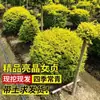 Ligustro Brilhante em Forma de Torre Ligustro Brilhante Cônico Para Pátio Varanda Canteiro de Flores Camada Média Planta Perene Todas as Estações Resistente ao Calor e ao Frio