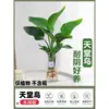 Ave del Paraíso Plantas Hidropónicas Sala de Estar Casa Próspera Plantas Verdes Oficina Strelitzia Reginae Cultivada en Agua Todo el Año Plantas de Interior en Maceta que Absorben Formaldehído