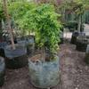 Dropshipping Flor Espejo Planta Árbol de Cera de Sichuan y Yunnan Ligustrum Oro Brillante Ciprés Azul Hielo Serie Piruleta Planta en Maceta Estilo Jardín