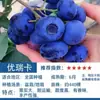 Sementes de Mirtilo para Dropshipping, Mudas de Mirtilo Extra-Grandes, Mudas de Frutas em Vasos, Mudas para Varanda para Plantio no Norte e Sul, Olho de Coelho Verde