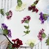 Flor de Cerezo Seca con Ramas, Marco de Fotos Hecho a Mano en Relieve, Pintura de Calcomanía Facial, Hojas Reales, Paquete de Material en Relieve, Especímenes de Plantas