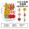 Flores Prensadas, Flores Secas em Resina, Materiais de Flores Artesanais DIY, Materiais Didáticos de Plantas, Espécimes de Flores Naturais Reais, Artesanato Feito à Mão