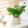 Planta de Escritorio en Maceta Persona Perezosa Purifica el Aire Florales de Interior Sala de Estar Oficina Plantas Verdes Estilo Ins Escandinavo Hogar Nuevo
