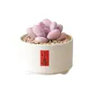 Conjunto fofo de plantas de interior para mesa para jardim de infância, fácil de cultivar e cuidar, pequenas plantas em vasos