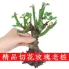 Mudas de Rosa, Velhas Amontoadas, Florescem Continuamente em Todas as Estações, Rosas Extra Grandes, Plantas Verdes, Plantas de Vaso para Interior e Exterior, Fáceis de Cultivar na Varanda