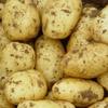 Gansu Dingxi 2022 Papa Fresca Papa 5/4.50kg Arena Harina Ceroso Piel Amarilla Corazón Blanco Corazón Amarillo Lote de Papas