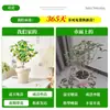 Plántulas de Osmanthus Florales en Maceta Todo el Año Osmanthus Agosto Osmanthus de Interior Fácil de Cultivar Comestible Balcón Patio Plantas Muy Aromáticas