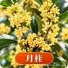 Plántula de Osmanthus en Maceta Osmanthus Dorado Osmanthus de Cuatro Estaciones Tipo Flores de Fragancia Rica Interior Exterior Patio Balcón Siembra en Suelo Fácil de Cultivar Plantas Verdes
