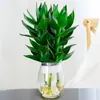 Bambú Guanyin, Bambú Atractor de Fortuna, Flor de Raíz Hidropónica, Planta Verde Atractora de Riqueza, Cesta de Potos, Planta en Maceta Fácil de Cuidar para Uso en Oficina