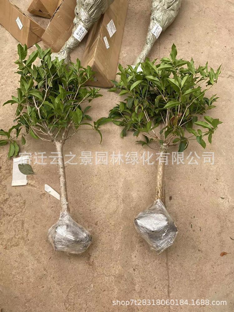 桂花打包1.jpg