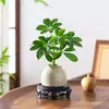 Bonsai das Oito Direções da Riqueza: Planta em Vaso Madeira Pata de Pato para Hidroponia, Verde para Mesa de Escritório, Sala de Estar, Fácil de Cuidar em Todas as Estações