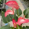 Color Soñador Rojo PalmaMelocotón Labios Color Soñador Palma, una planta hidropónica de cuatro estaciones, tolerante a la sombra y de fácil cuidado que elimina eficazmente el formaldehído