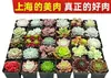 Base de planta suculenta autoproducida y autovendida al por mayor suculentas pequeñas combinación de flores plantas en maceta plantas carnosas Lithops Haworthia