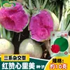 Semillas de Rábano Fruta Corazón Rojo Koyi Hongzan, Rábano Corazón Rojo Xinli Mei, Semillas de Rábano Rojo Full House para Huerto