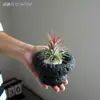 Piña Aérea Plantas Verdes de Escritorio para Oficina Plantas Pequeñas en Maceta de Interior Fáciles de Mantener Durante Todo el Año Flores Estabilizadoras del Ánimo para Personas Perezosas