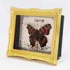 Artesanías Zhongkun Especímenes de Insectos Mariposa Real Especímenes de Caracolas Marinas Regalos de Vacaciones para Niñas Marco de Fotos Adornos de Escritorio