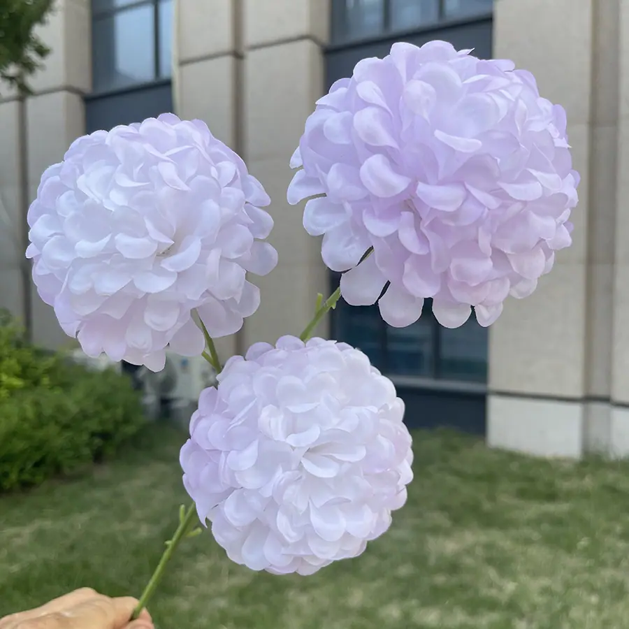 3头奶油雪球-xmmytx-淡紫.JPG