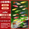 Pez pavo pez de acuario de raza pura pez pequeño de agua dulce fácil de criar pez tropical vivo carroñero pez dorado cebra alevín de pez pequeño