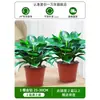 Plantas em Vasos Diamante Dourado, Plantas Hidropônicas no Escritório, Flores de Fácil Cultivo para Mesa, Plantas Suculentas, Sala de Estar, Casa Nova, Plantas Verdes Absorvedoras de Formaldeído