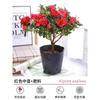 Dropshipping Azalea Planta en Maceta de Flor Doble Floración Interior Todo el Año con Capullos Grandes y Fácil de Cultivar