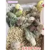Lascas de Madeira Natural Aparas de Madeira Espiga de Milho Areia para Lagarto Réptil Hamster Pássaro Animal de Estimação Material de Almofada Absorvente de Areia