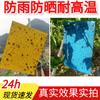 Cambio de PrecioTablero Trampa de Insectos Adhesivo de Doble Cara, Tablero Trampa de Insectos para Invernaderos, Tablero Amarillo, Trampa Adhesiva de Insectos Azul, Control de Plagas en Árboles Frutales, Transfronterizo