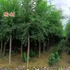Plántulas de Olmo, Plántulas de Olmo del Dinero, Plántulas de Olmo Blanco, Paisaje de Patio, Plántulas Comestibles, Reverdecimiento de Parque Vial, Plántulas Resistentes al Frío