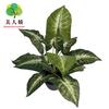 Planta verde artificial Wannianqing bonsái accesorios de pared para plantas hoja de plástico tacto de hoja verde de hoja rábano hoja flor de plástico