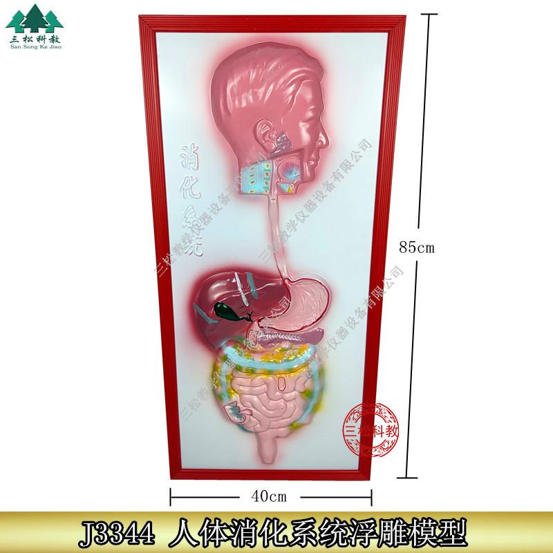 人体消化系统浮雕模型1_副本