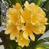 Plantas de Floración Anual de Interior, Plantas Perennes, Plántulas de Flor Mariposa, Clivia, Plantas de Clivia en Maceta, Plántulas Grandes
