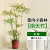 Planta Nandina Bambú Árbol Real en Maceta, Planta Verde Grande para Sala de Estar, Diseño de Tocón Estilo Antiguo, Planta de Follaje Fácil de Cuidar para Oficina, Absorbe Formaldehído