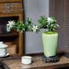 Bonsai Forma de Galho Flutuante Penhasco Gardênia Planta Verde para Interior Sala de Estar Estudo Mesa Flor em Vaso Varanda Tronco Velho