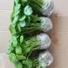 Planta de Centella Asiática Hidropónica para Escritorio de Oficina Interior, Flor en Maceta, Vegetación Perenne Verde para Todas las Estaciones, Purificadora de Aire, Fácil Cuidado