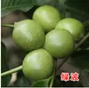 Venta Dropshipping de Plántulas de Nogal y Frutales para Plantar en el Norte y Sur, Plántulas de Pecana 8518 Injertadas de Planta Directa de Cáscara Delgada y Piel de Papel
