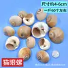 Artesanato de Conchas Naturais para Artesanato Atacado por Libra, Estrelas-do-mar DIY Lembranças de Viagem, Decorações para Aquário