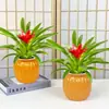 Plántulas de palma roja de la suerte en macetas grandes, adecuadas para exhibición en la sala de estar, flores y plantas hidropónicas cultivadas en casa, fáciles de cuidar en interiores y prosperan en todas las estaciones.