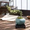 Planta Pequeña en Maceta con Borde Dorado Nieve de Junio Acantilado Raíz Elevada Escritorio Oficina Flor Interior Floración Tronco Viejo Significado Zen Bonsái