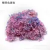 Flores de Hortensia Secas con Degradado Grande Hortensias Conservadas Cabezas de Flores Grandes Color Mixto Multicolor Hortensias Secas Decoración del Hogar Materiales Florales