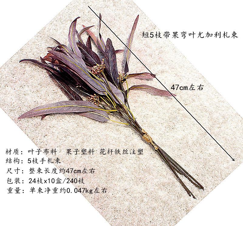 带果弯叶尤加利