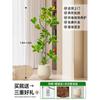 Forma de Folha de Flor Ficus Dourado Sala de Estar Planta Verde Ficus Rico Planta Verde de Interior para Escritório Planta Grande em Vaso