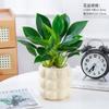 Planta Princesa Verde en Maceta Diamante Dorado Planta de Follaje Verde para Escritorio de Oficina Purifica el Aire y Absorbe Formaldehído Planta de Hoja Grande