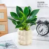 Cesta de Rábano Verde en Maceta Diamante Dorado Planta de Interior Florales Plantas Verdes Hidropónicas Sala de Estar Fácil de Cultivar Suculenta Casa Nueva Absorbe y Elimina Formaldehído