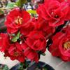 Las Diez Flores Famosas de China Flor de Begonia Maceta Pila Vieja Planta Resistente al Frío Flor Perezosa Fácil de Cultivar Próspera Casa Todo el Año Begonia