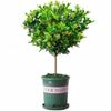 Dropshipping Perfume Flor de Milán Planta Verde en Maceta Planta de Flor de Interior Sala de Estar Balcón Planta de Floración de Cuatro Estaciones Jazmín