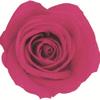 Caja de Joyería Cuadrada de Flores Eternas, Caja para Anillo Flor de Rosa de Cristal, Regalo de Boda San Valentín con Flores Secas, Accesorios de Decoración para Puesto