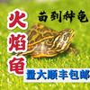 Tortuga Pequeña Colorida Tortuga Brasileña Viva Hierba China Tortuga de Piedra del Sur Ornamental Hierba de Hilo Verde Oreja Amarilla Tortuga de Agua Profunda Llama